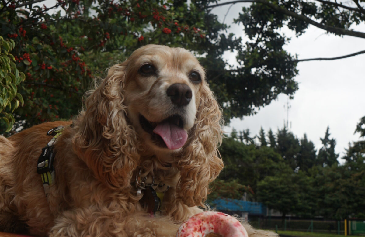 Con más de 4.000 m² dedicados a los peluditos, Mundo Aventura lanza el festival ‘Mascotas al Parque’