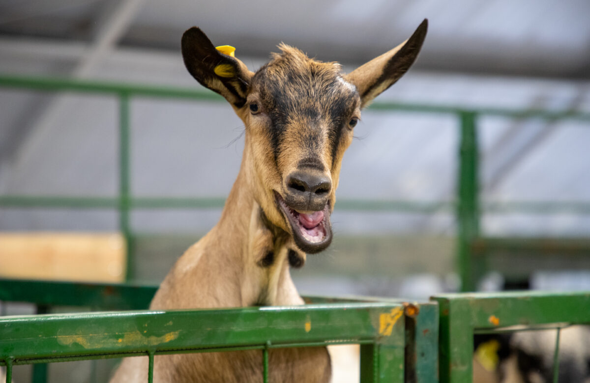 Prográmese: Agroexpo con más de 50 actividades entre cientos de expositores, animales, cultura rural y biotecnología