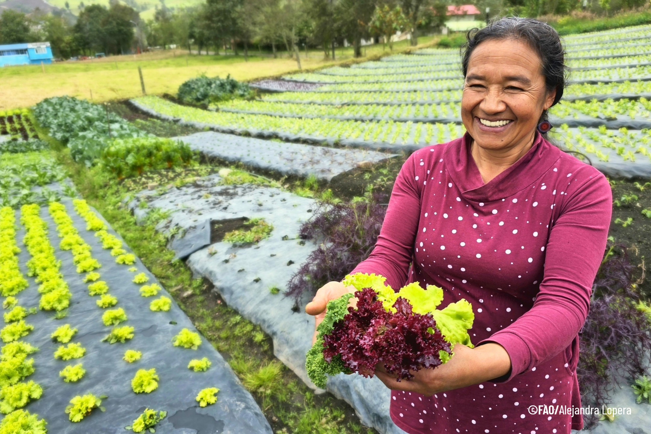 Lo que no se ve cuando hacemos mercado: cómo nuestras decisiones de compra mueven los precios y la alimentación en Bogotá-Cundinamarca