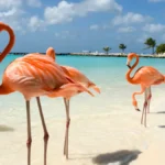 Aruba