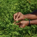 bioseguridad vegetal