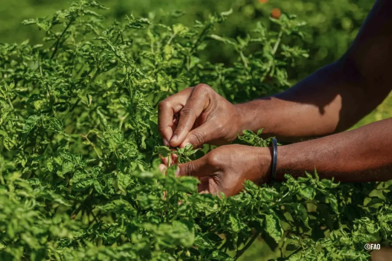 bioseguridad vegetal