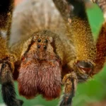 advercopys araña bananera