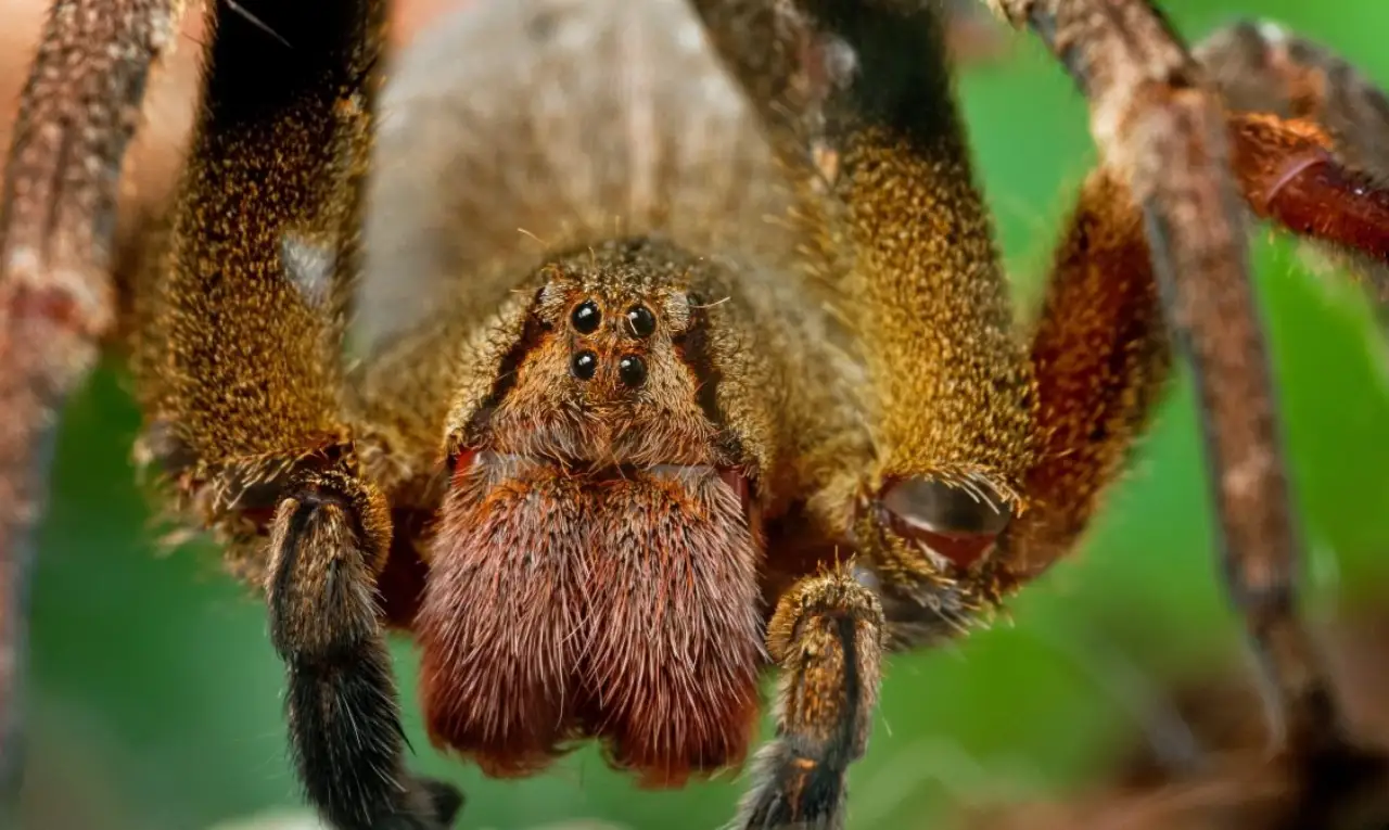 advercopys araña bananera